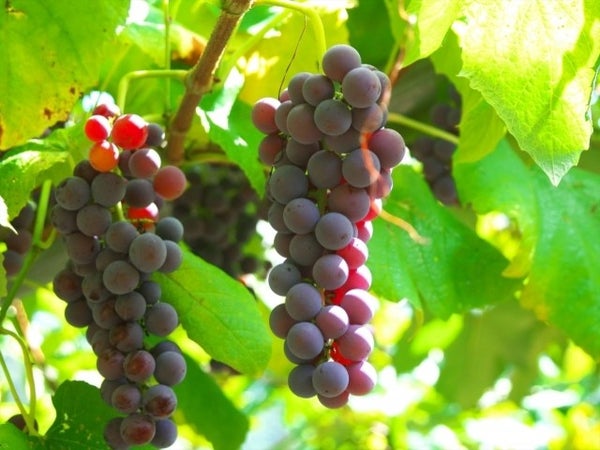 ■<見頃を迎えております♪>【山梨】山梨行くしかナシ!《第2弾》絶景「フジヤマテラス」で贅沢ランチビュッフェ&ぶどう狩り食べ放題♪ハーブ庭園散策に山梨紅葉の名所「河口湖もみじ回廊」へ!3